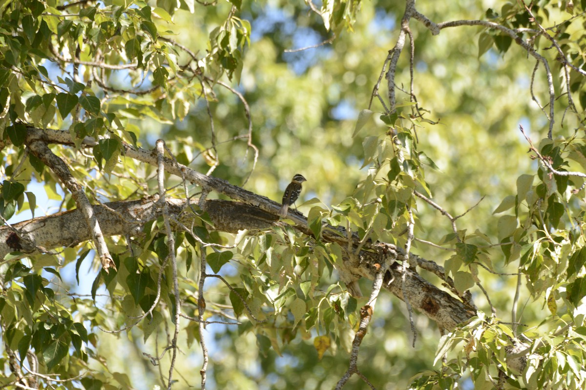 Picogrueso Cabecinegro - ML646702871