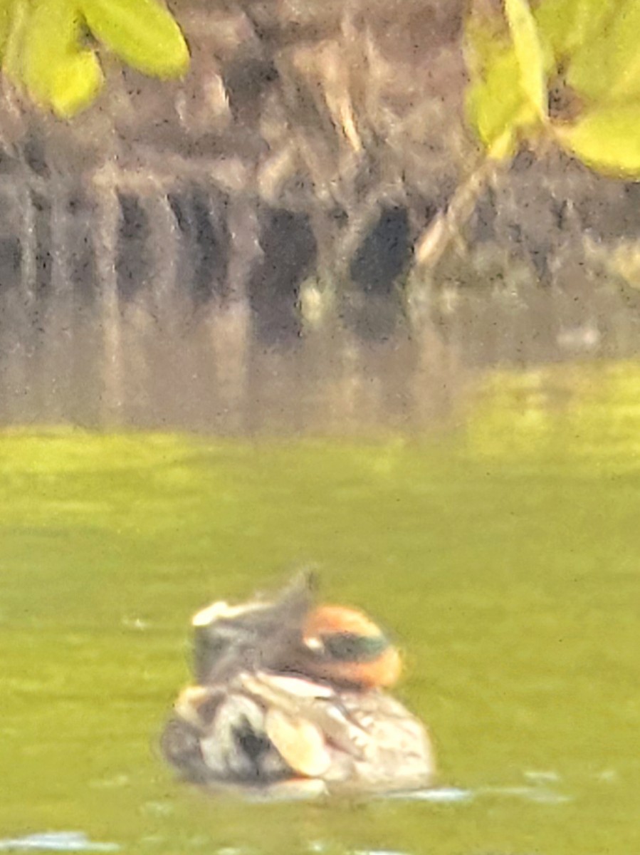 Green-winged Teal - ML646702875