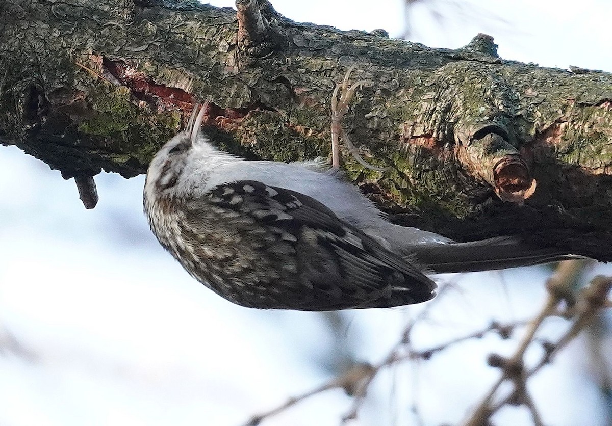 Rampichino alpestre - ML646702876