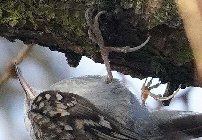 Rampichino alpestre - ML646702877