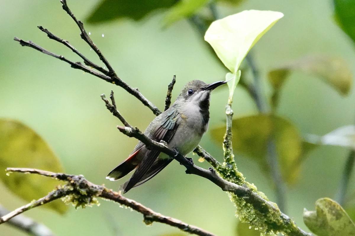 Ruby-topaz Hummingbird - ML646702878