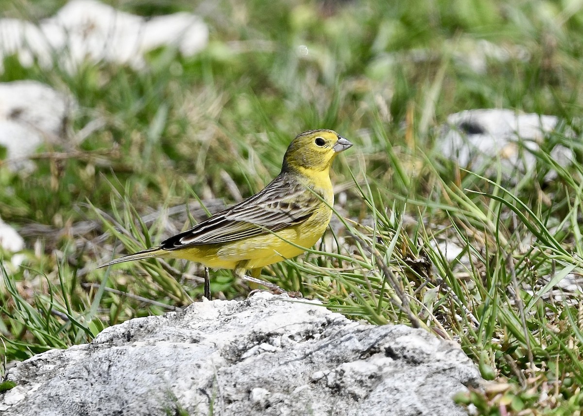 Короткоклювый зерноед - ML646702880