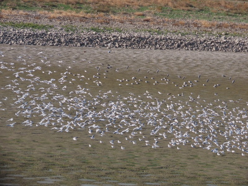 紅嘴鷗 - ML646702881