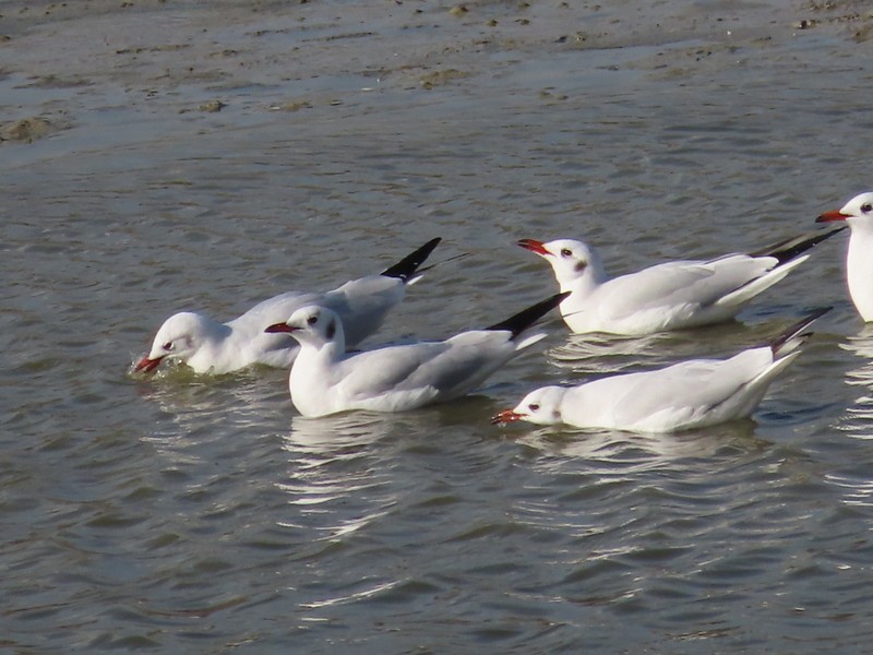 紅嘴鷗 - ML646702882