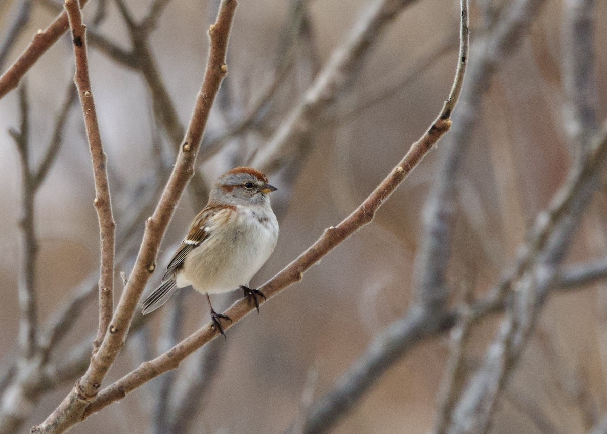 Hudson Körfezi Serçesi - ML646702883