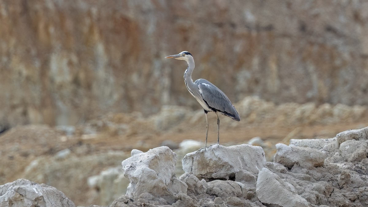 Серая цапля - ML646702884