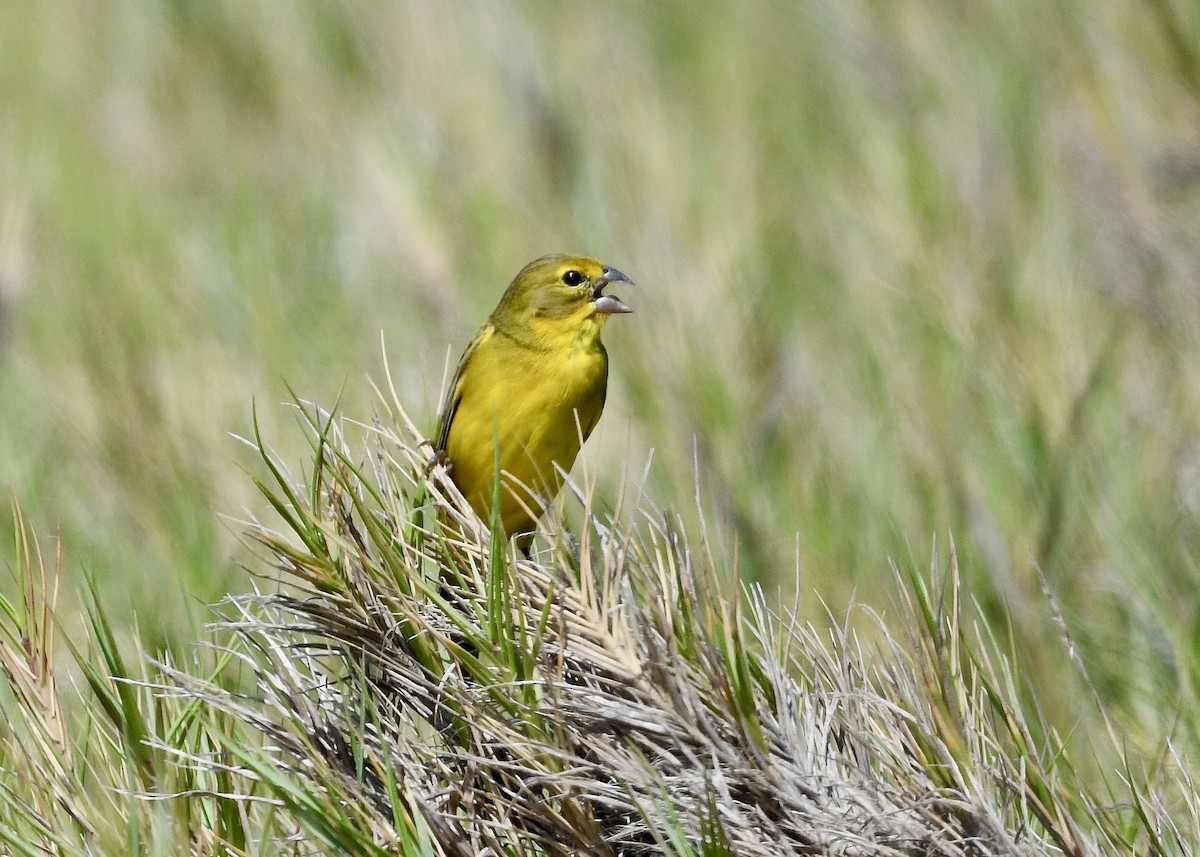 Короткоклювый зерноед - ML646702886