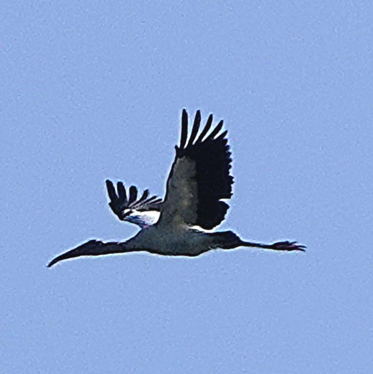 Wood Stork - ML646702887