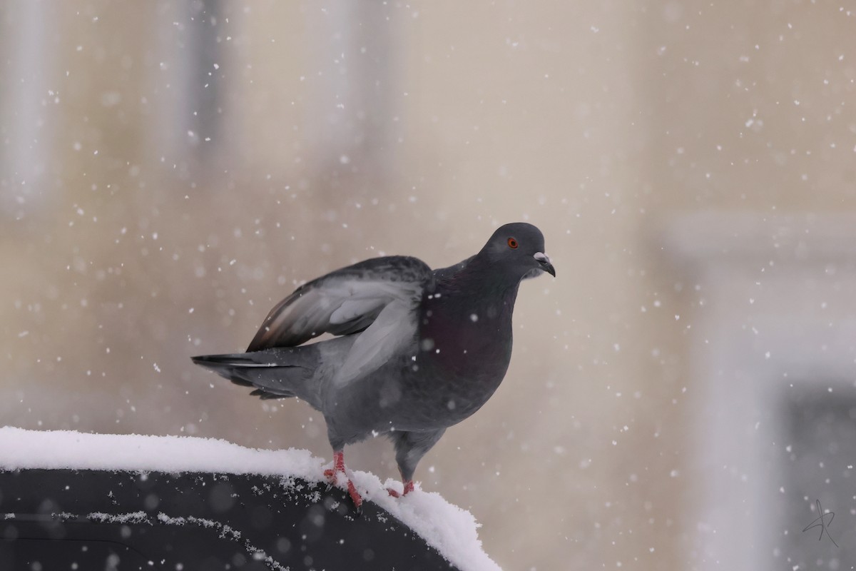 Piccione domestico - ML646702888