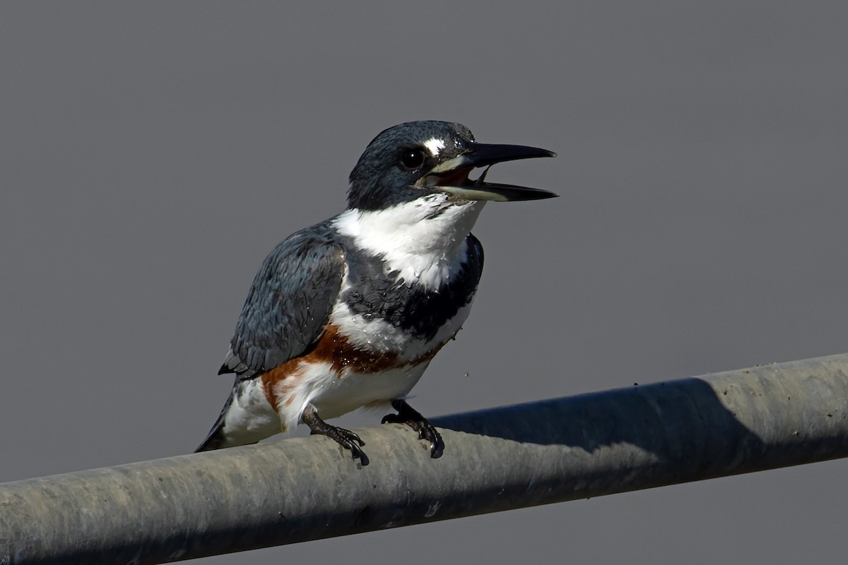 Belted Kingfisher - ML646702889