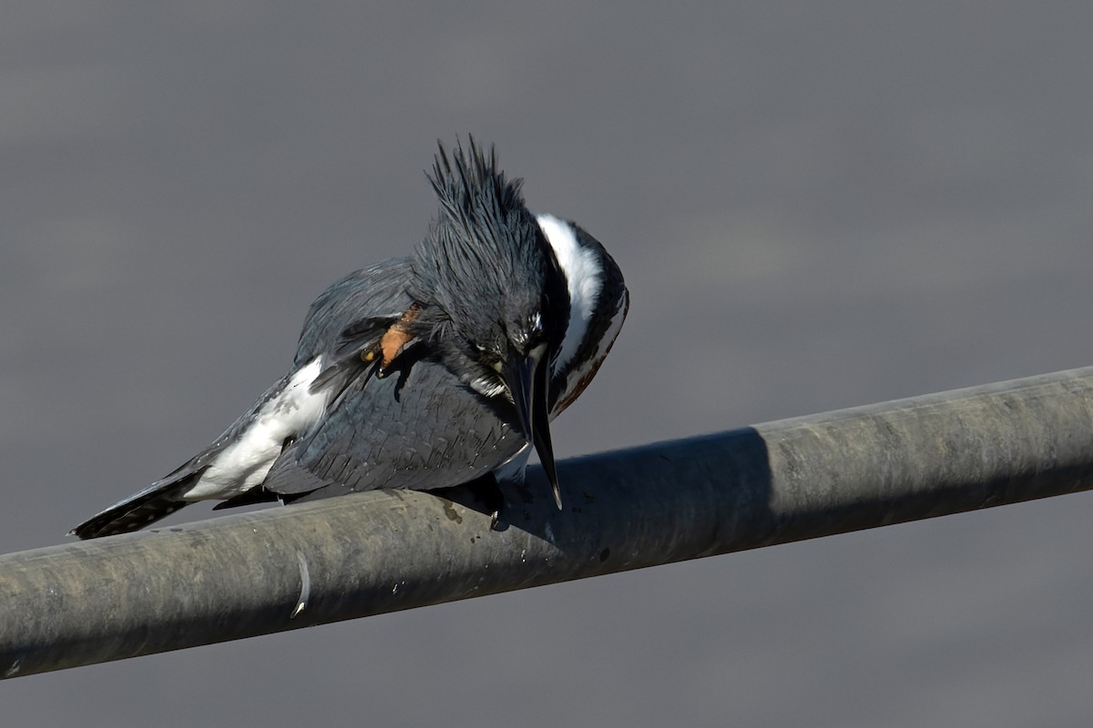 Belted Kingfisher - ML646702890