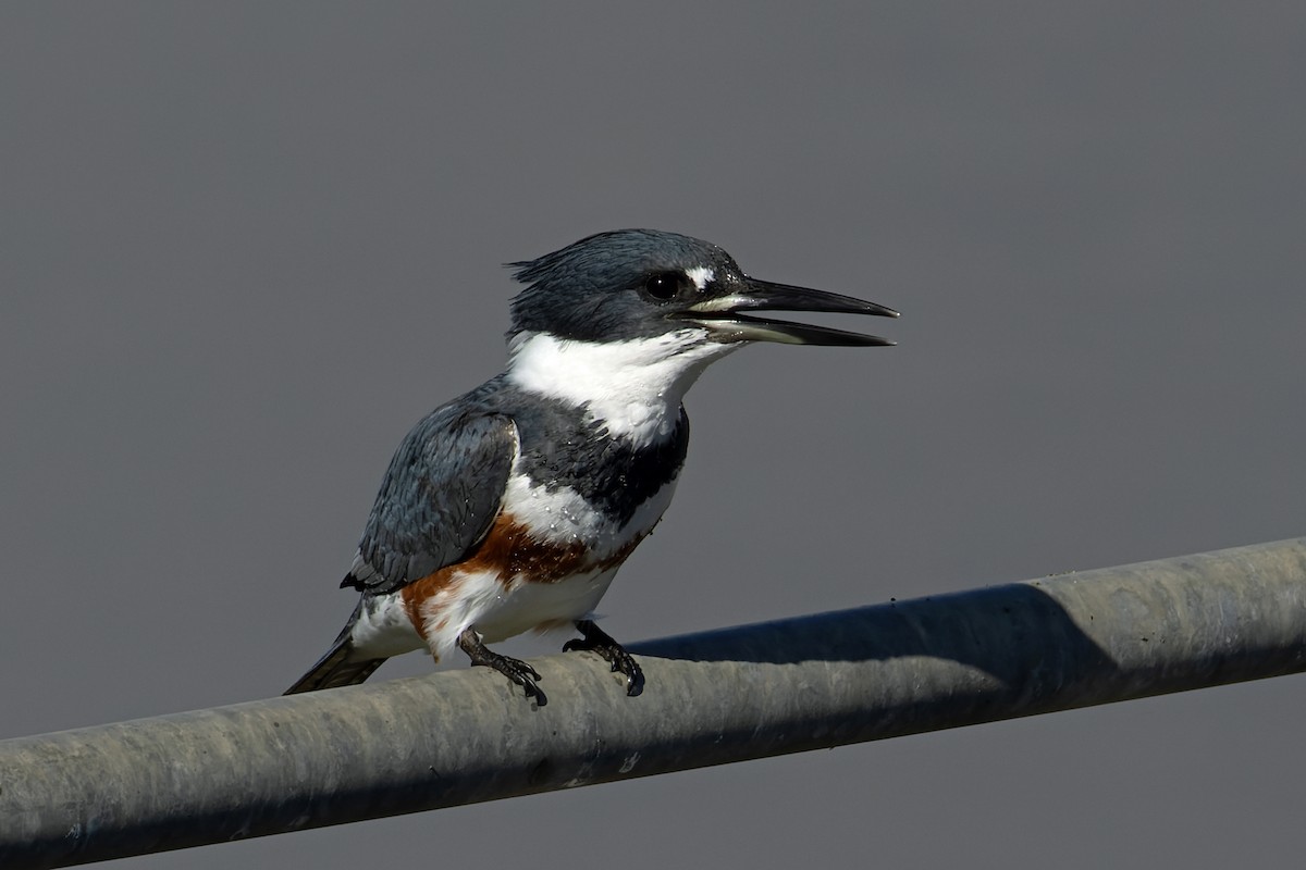 Belted Kingfisher - ML646702891