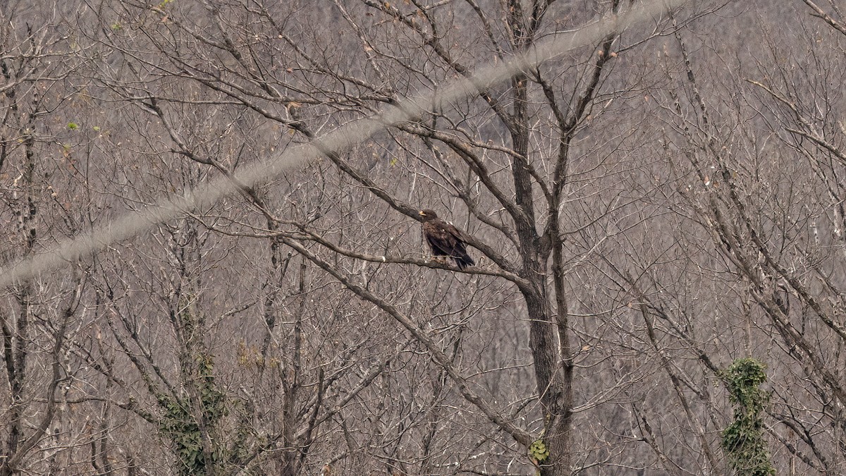 Большой подорлик - ML646702895