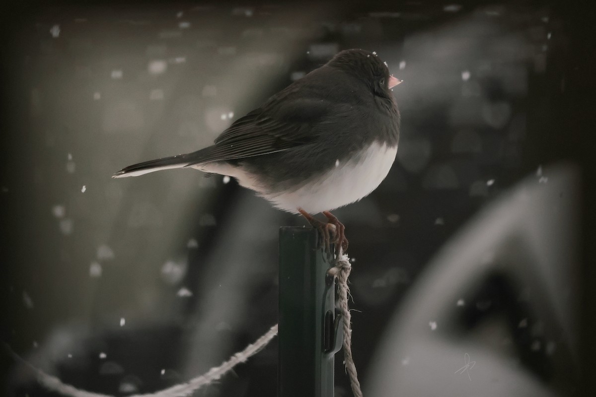 ユキヒメドリ - ML646702896