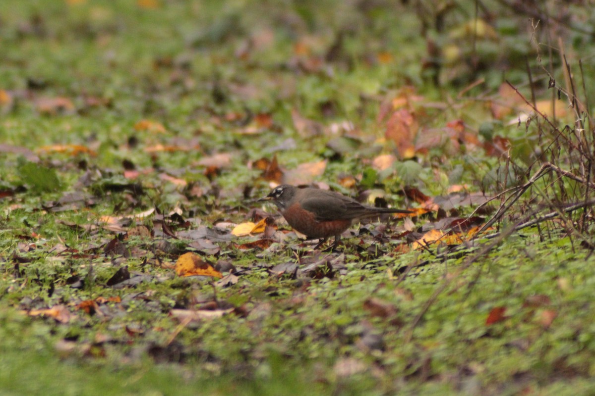 קיכלי נודד - ML646702898