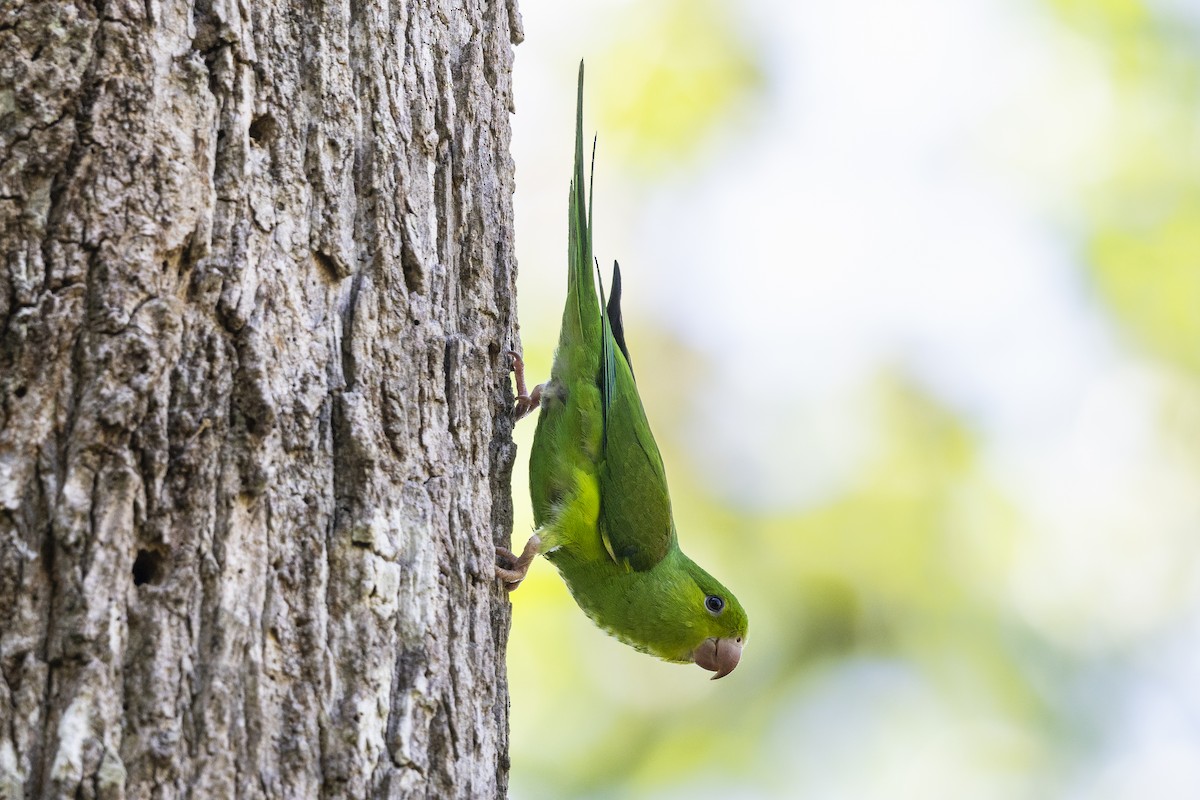 Plain Parakeet - ML646702899