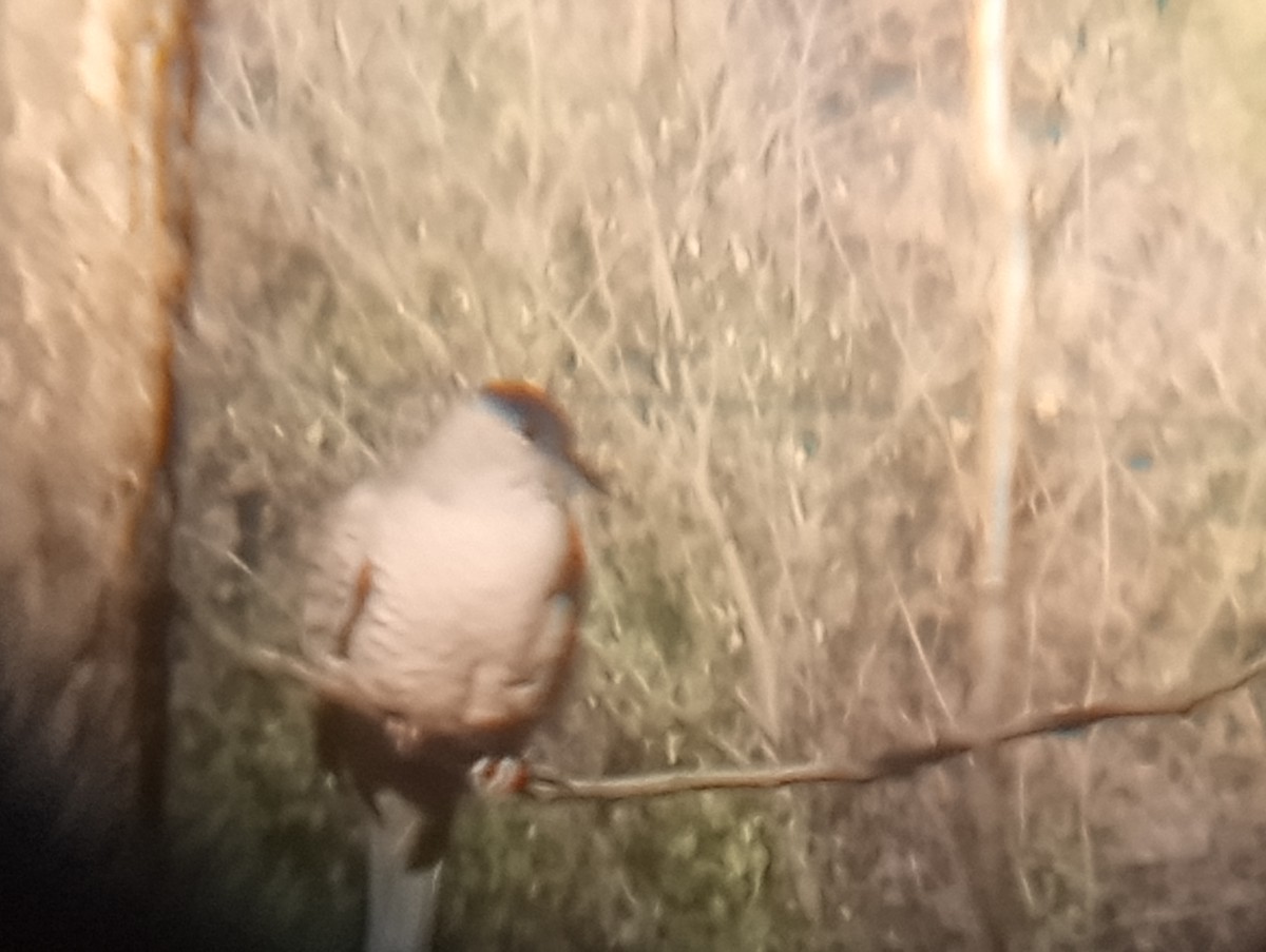 インカバト - ML646702901