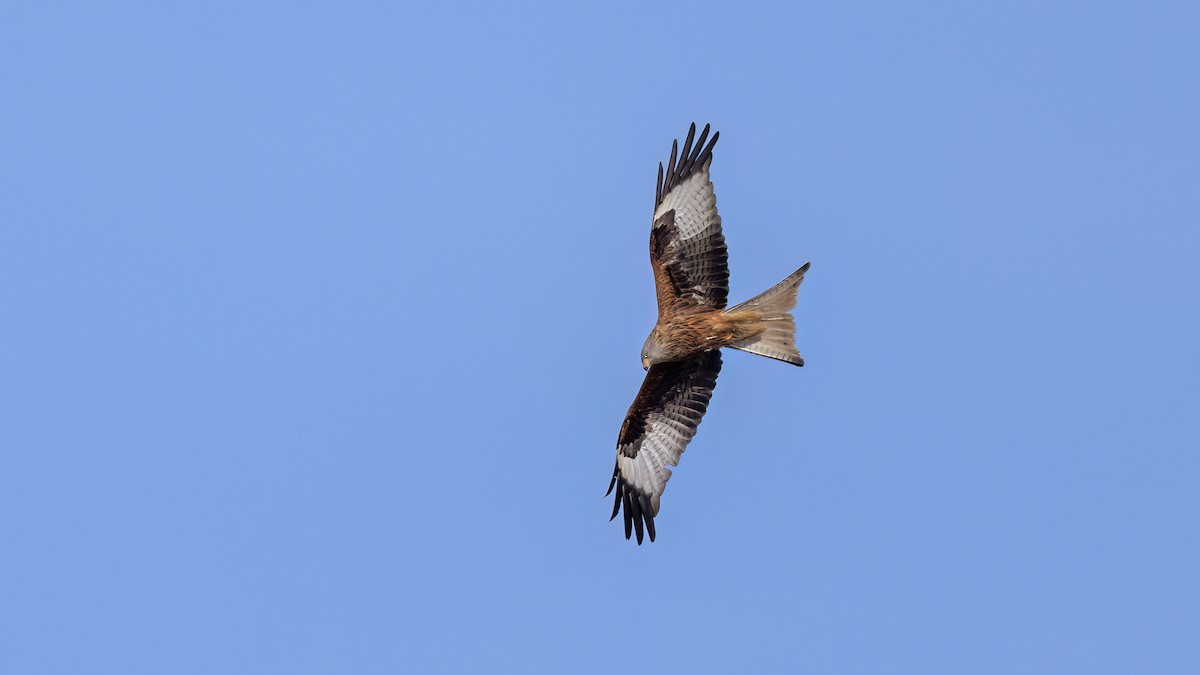 Красный коршун - ML646702903