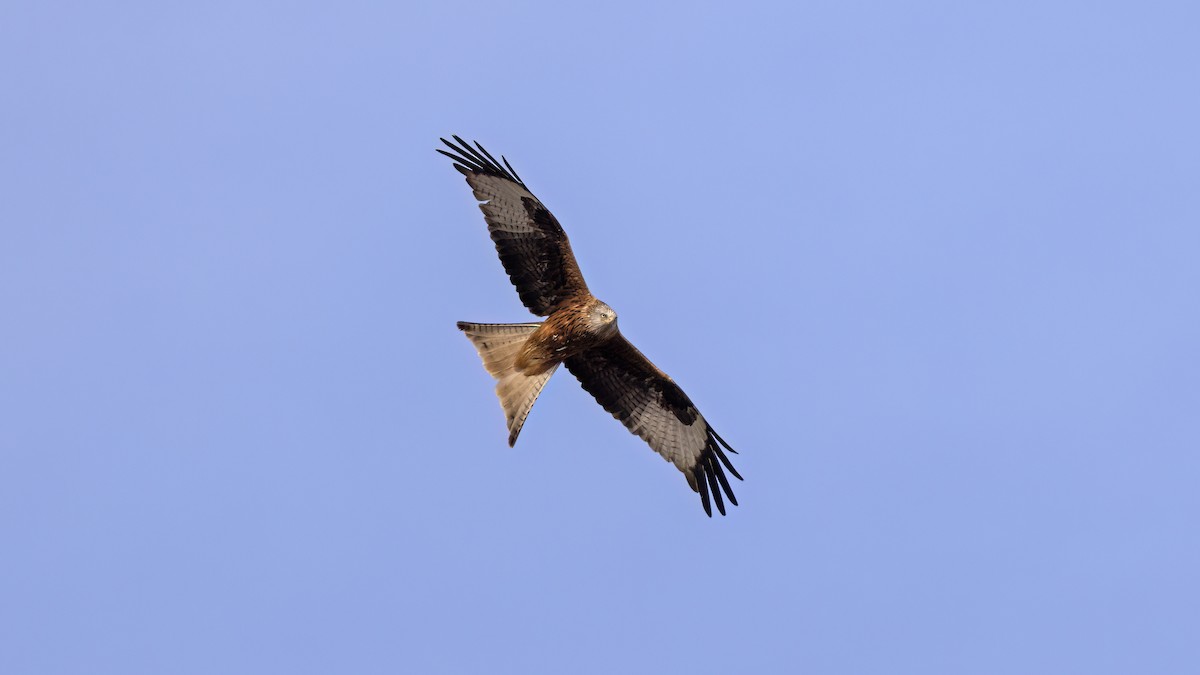 Красный коршун - ML646702904