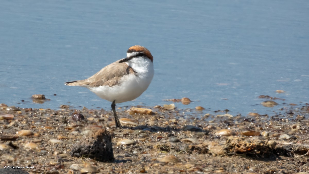Red-capped Plover - ML646702907