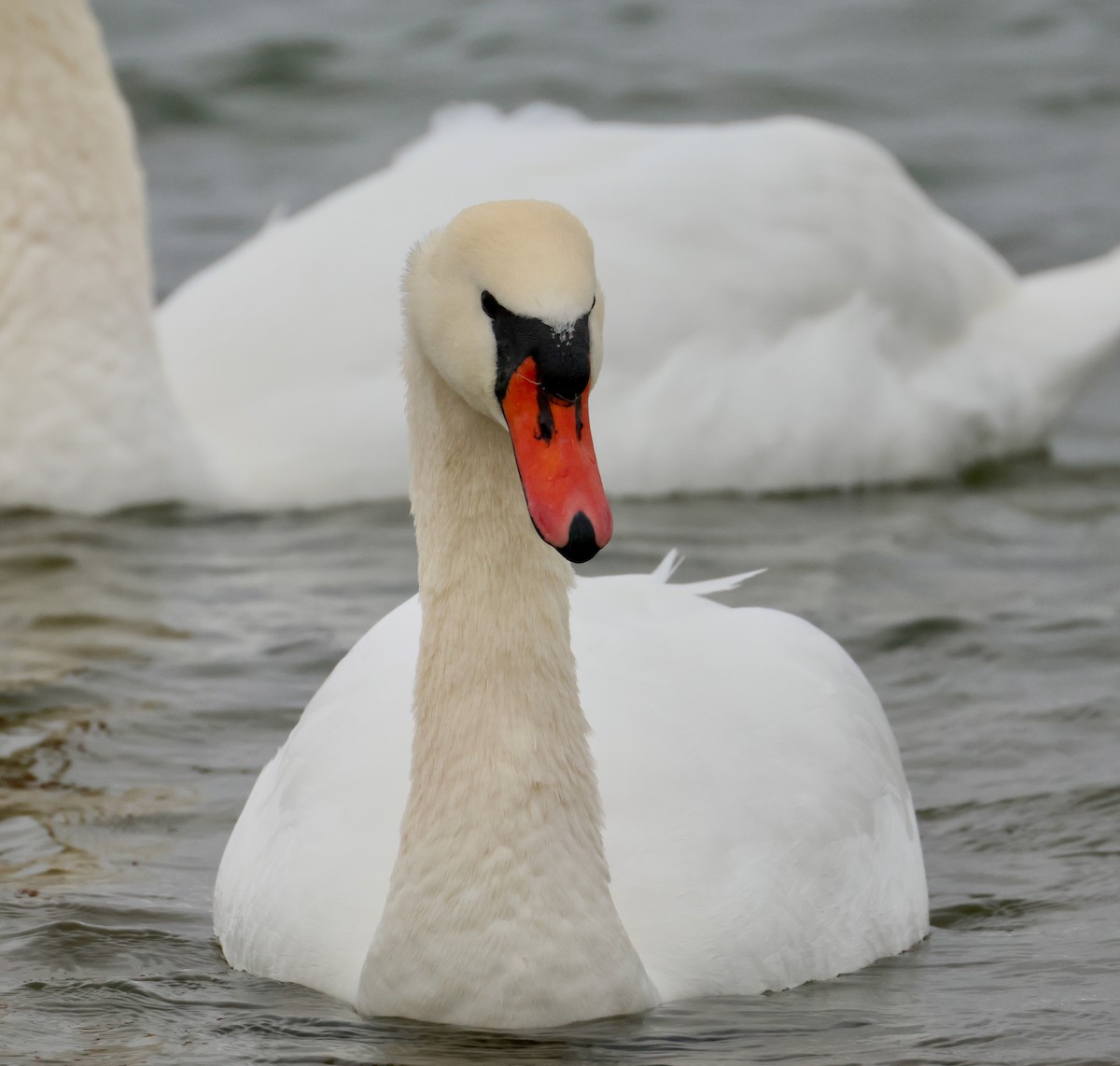 Mute Swan - ML646702909