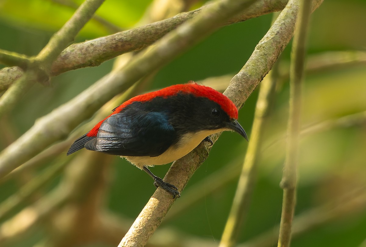 Scarlet-backed Flowerpecker - ML646702911