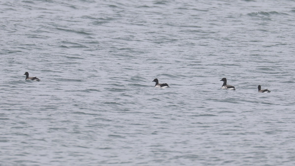 ringgås - ML646702912