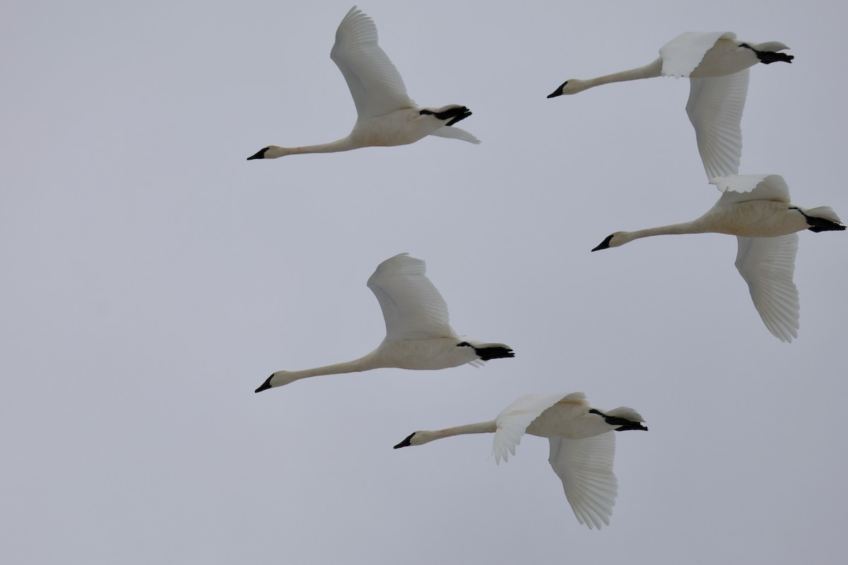 Trumpeter Swan - ML646702917