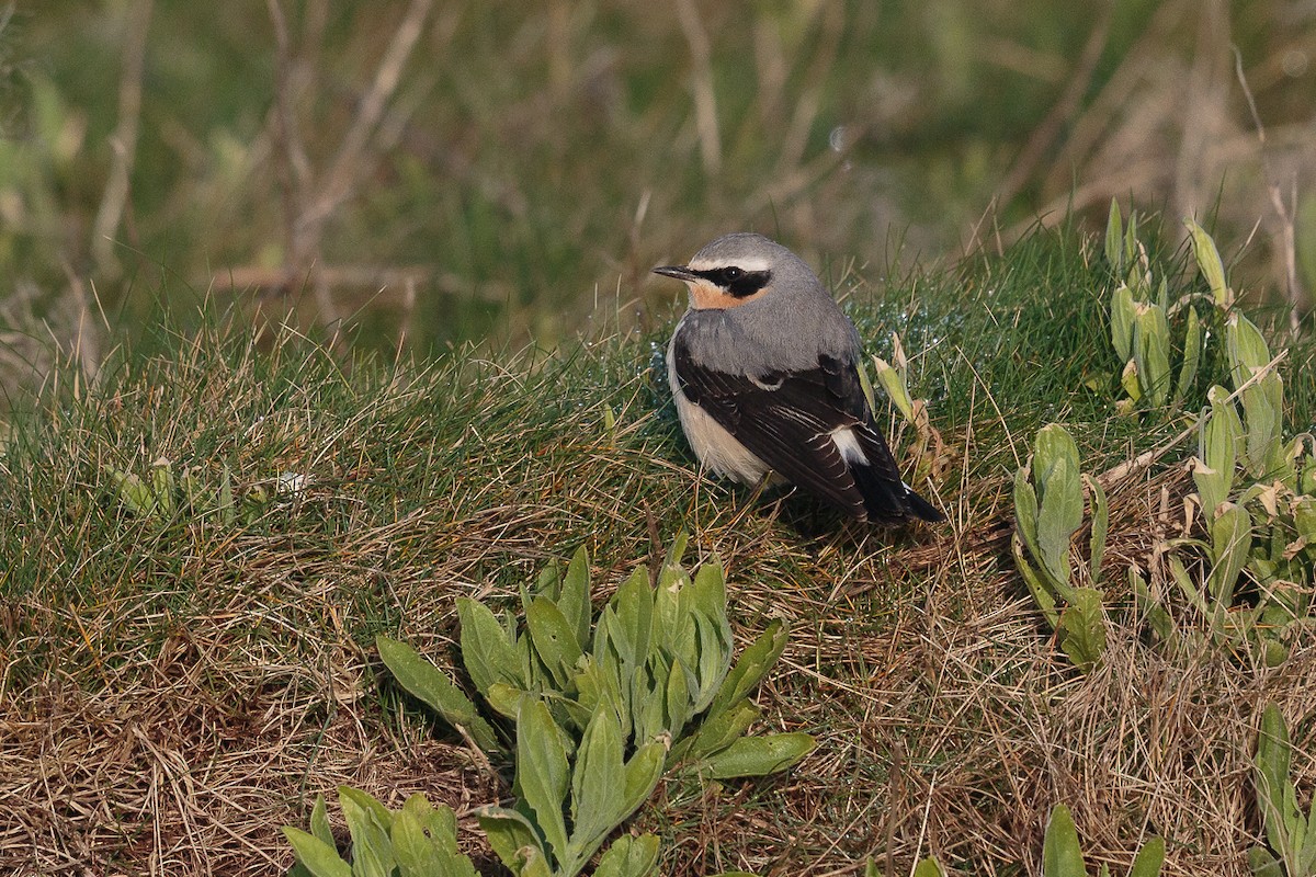 סלעית אירופית - ML646702918