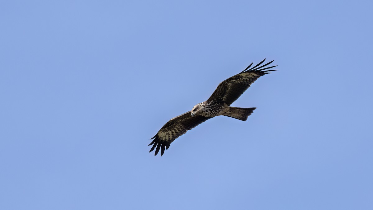 Чёрный коршун - ML646702920