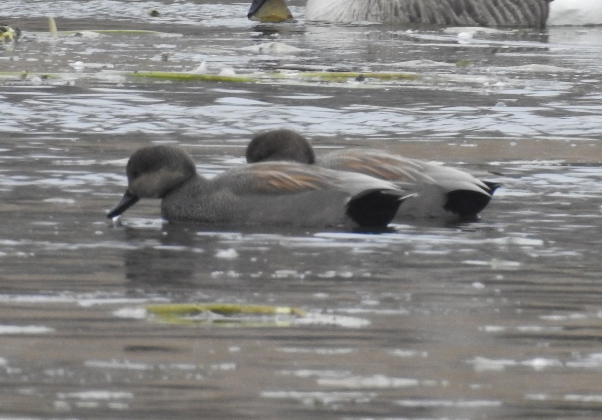 Boz Ördek - ML646702927