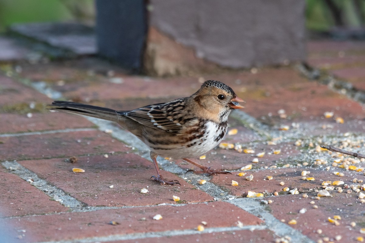 Harris's Sparrow - ML646702931