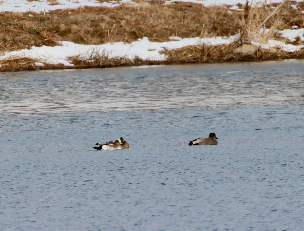 American Wigeon - ML646702933