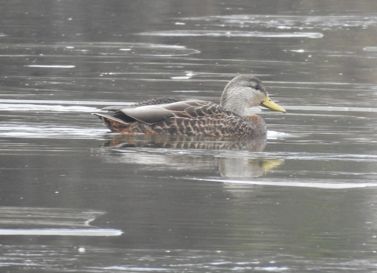 American Black Duck - ML646702934