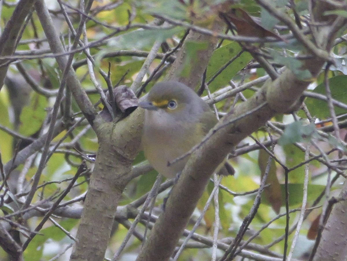 ויראו לבן-עין - ML646702937