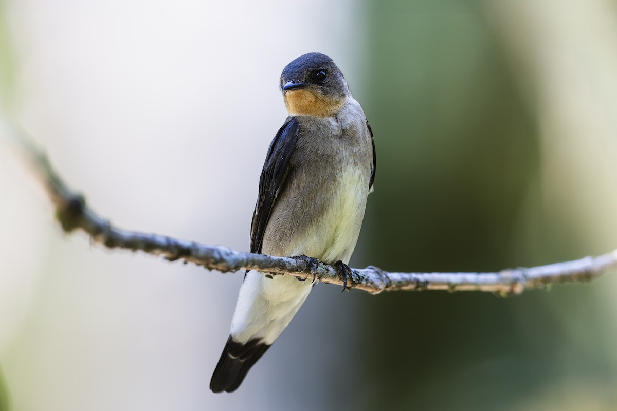 Southern Rough-winged Swallow - ML646702939