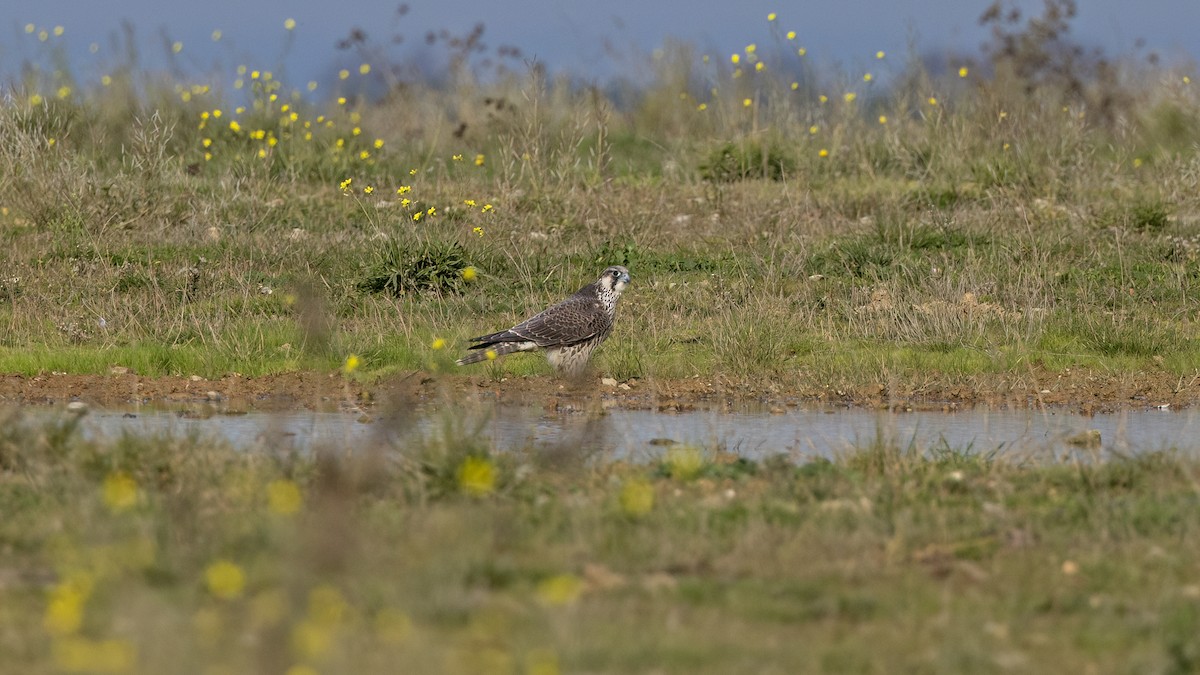 Сапсан - ML646702941