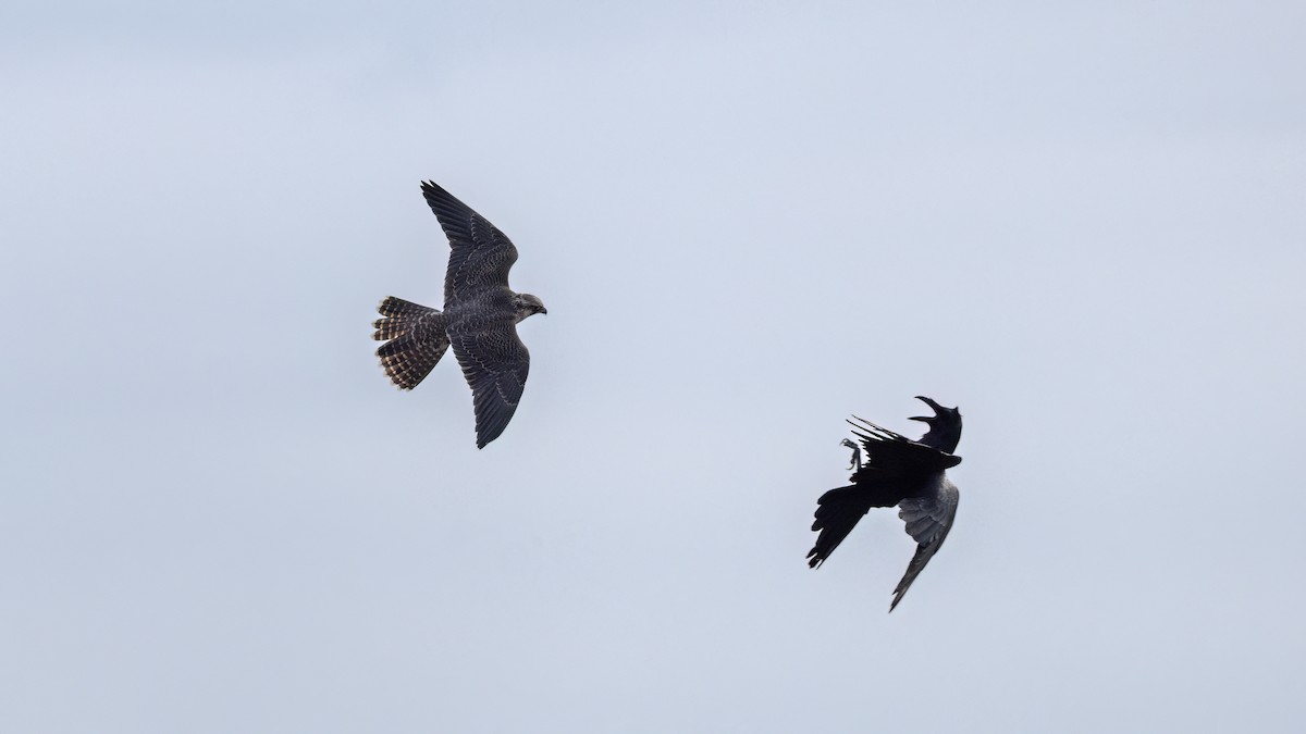 Сапсан - ML646702942