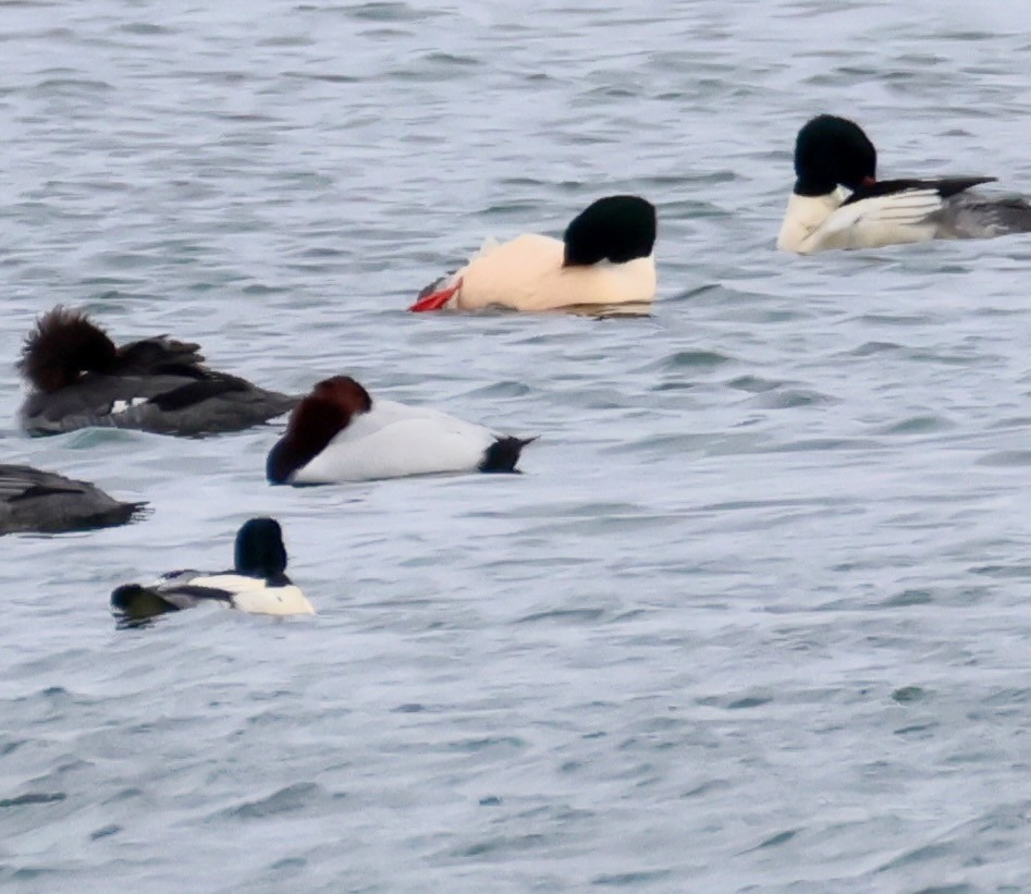 Canvasback - ML646702943