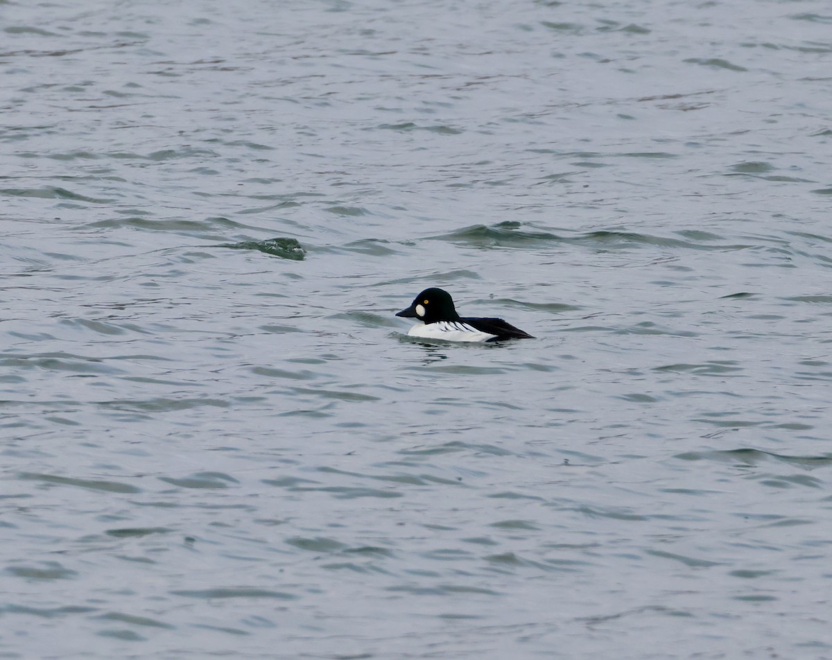 Common Goldeneye - ML646702949