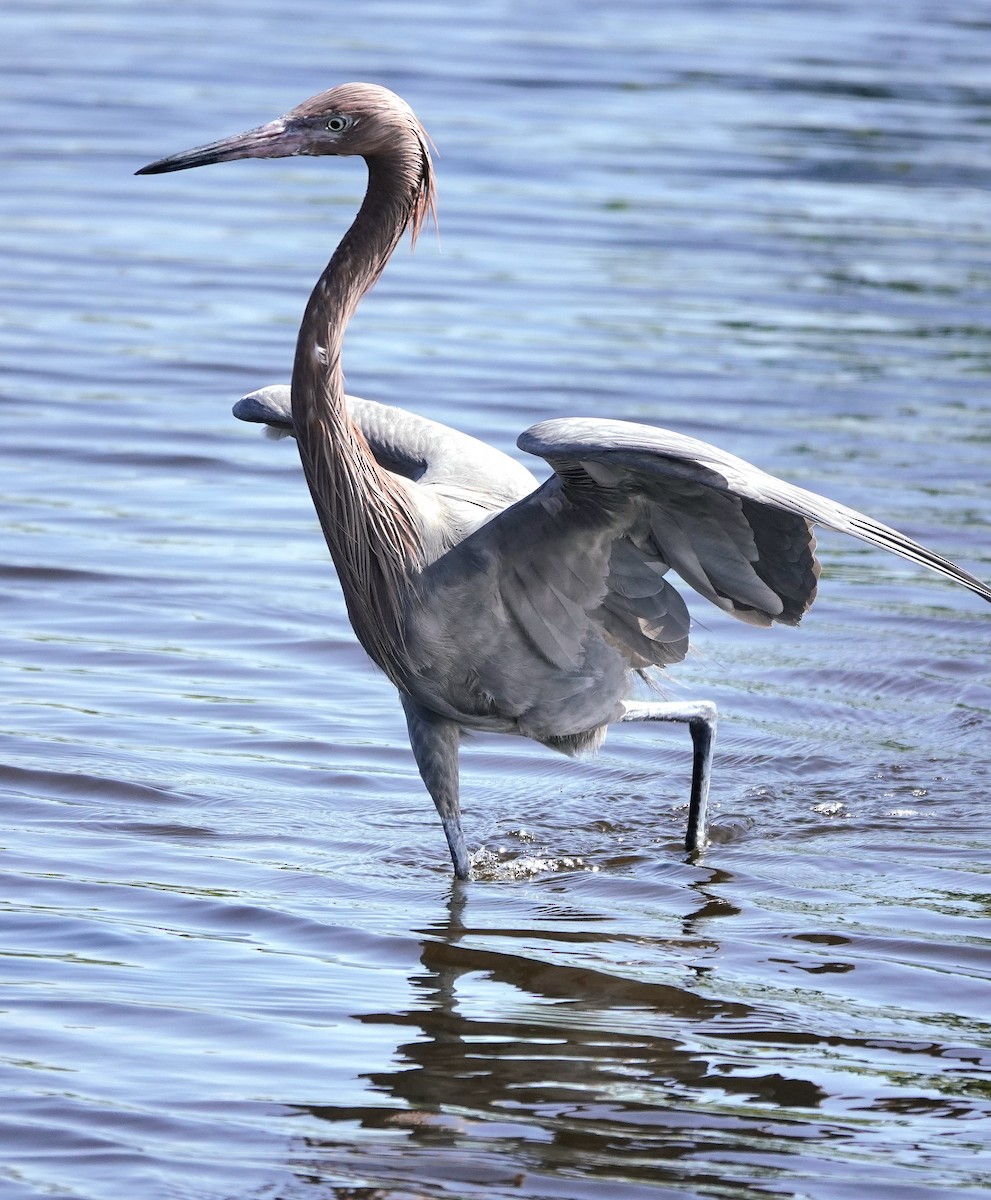 Reddish Egret - ML646702950