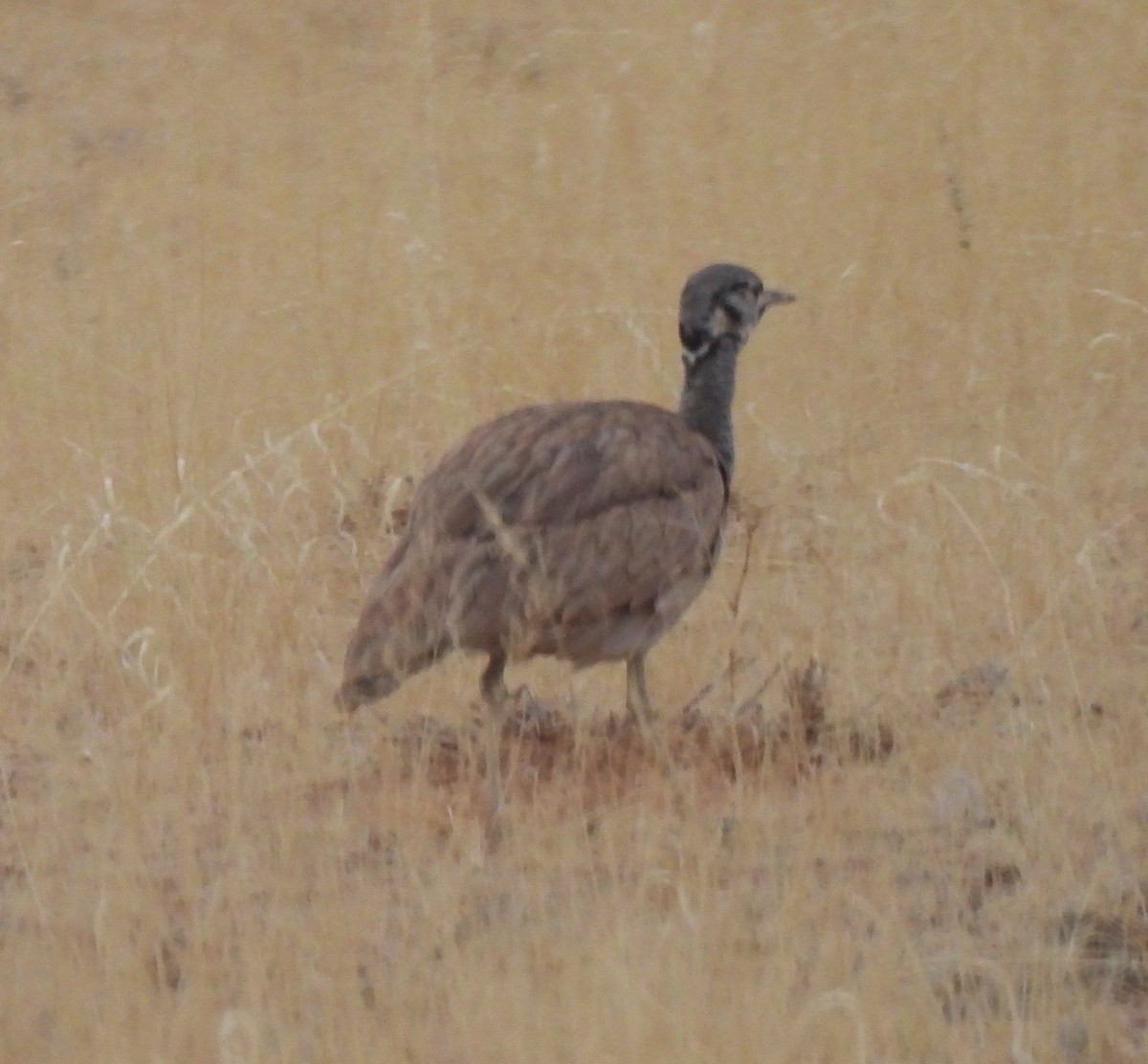 Rüppell's Bustard - ML646702951