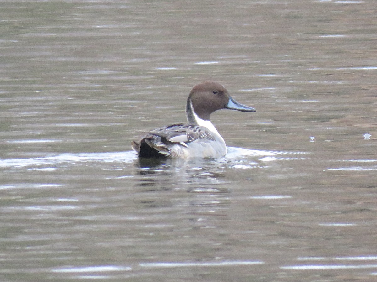 Ahate buztanluzea - ML646702954