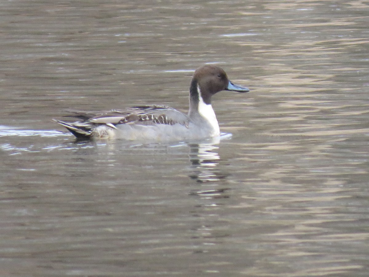 Ahate buztanluzea - ML646702955