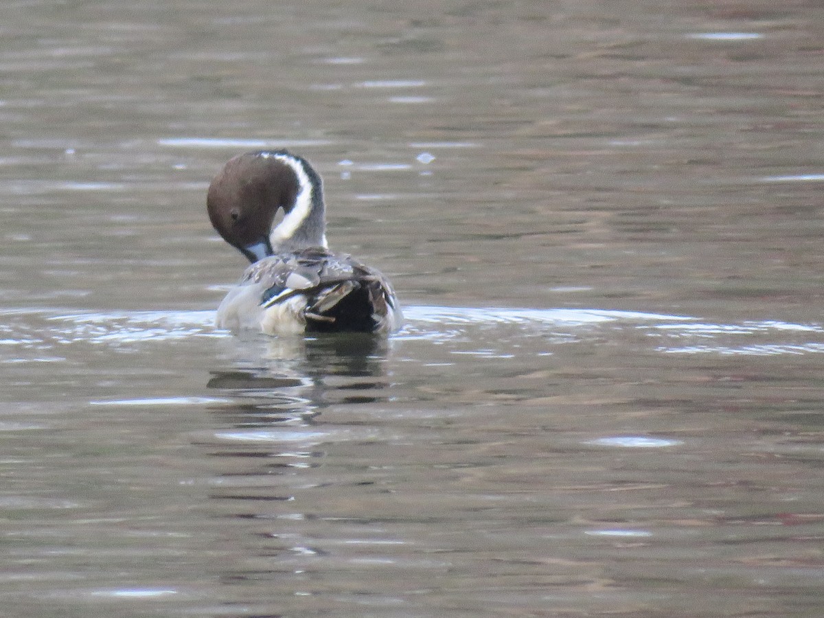 Ahate buztanluzea - ML646702956