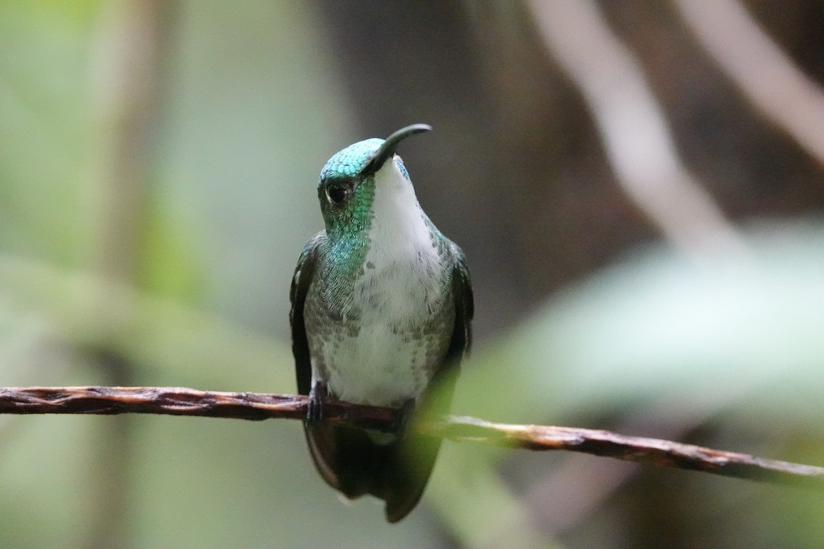 White-chested Emerald - ML646702960