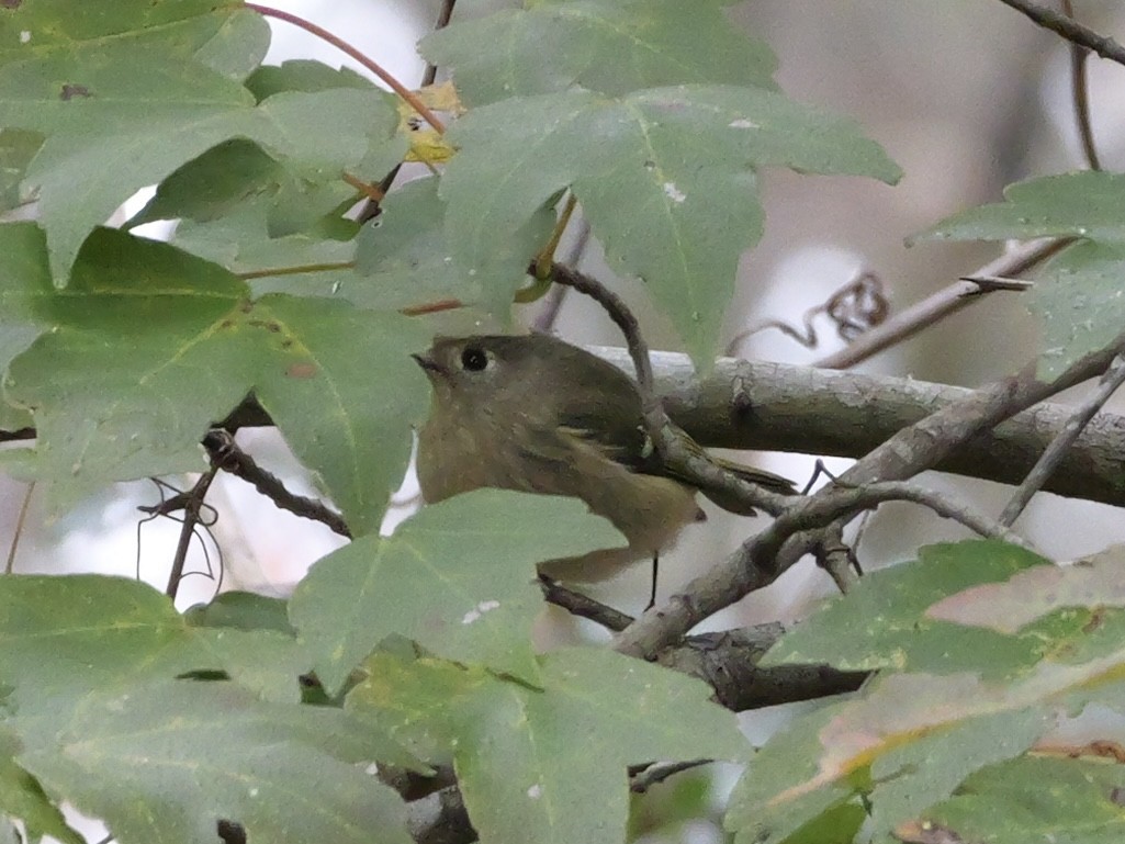 Reyezuelo Rubí - ML646702961