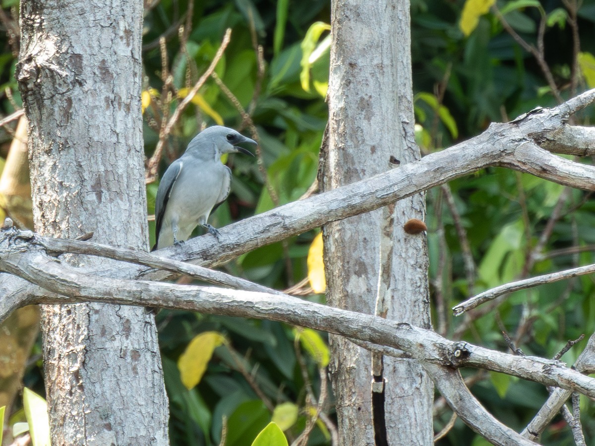 Белобрюхий воронец - ML646702962
