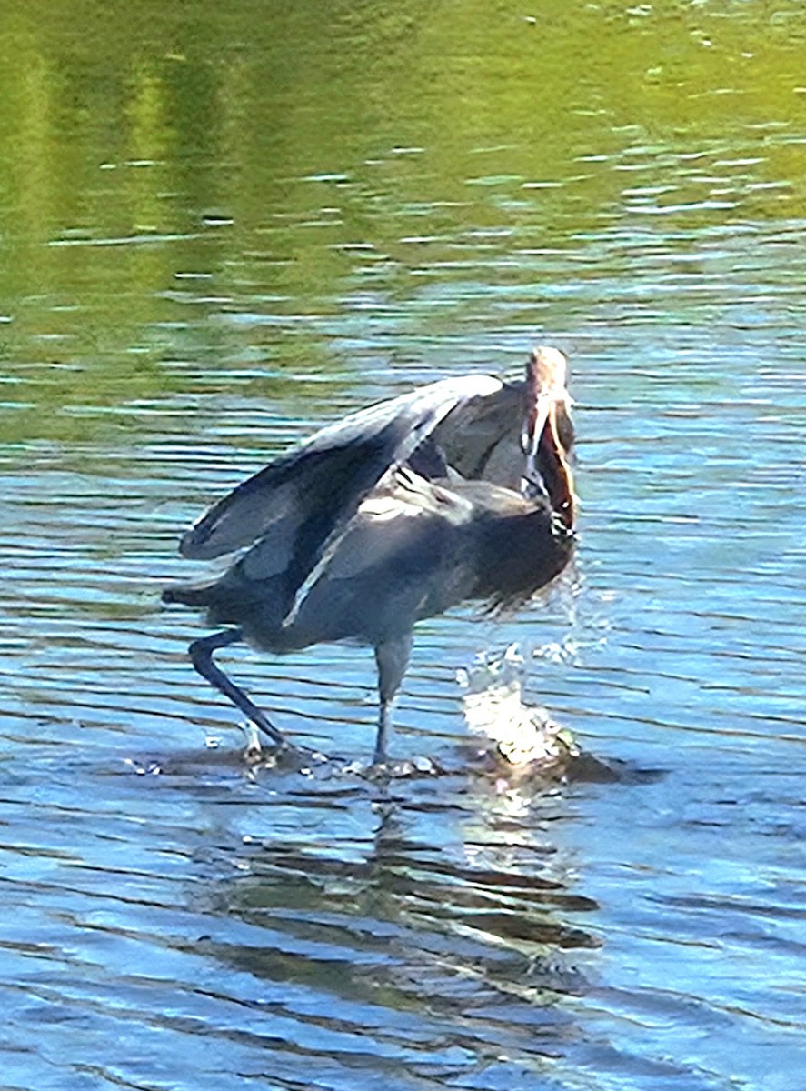 Reddish Egret - ML646702971