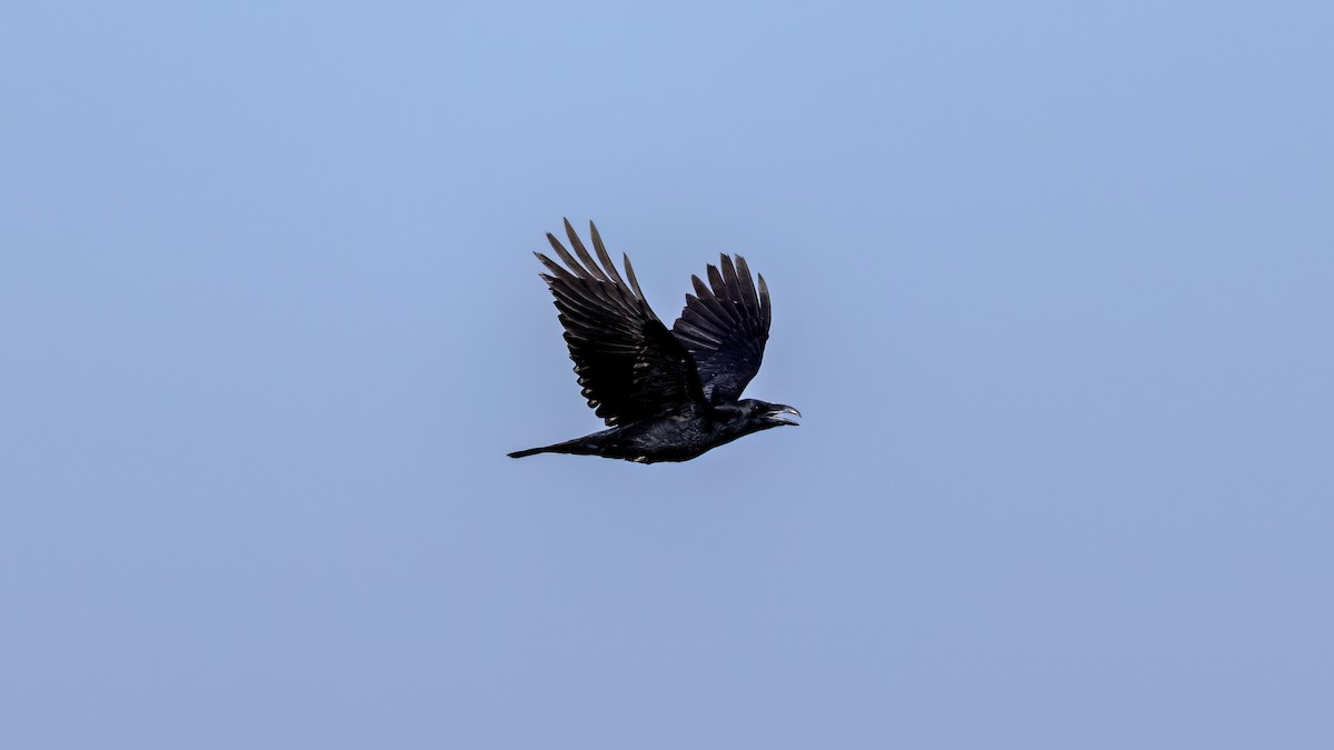 krkavec velký - ML646702972